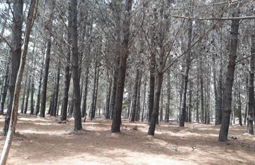 Pichilemu Apartamento | Summer & Summer