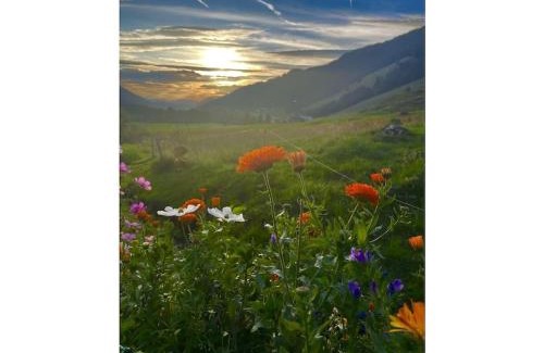 Balderschwang Casa | Sun meadow sauna, dogs allowed