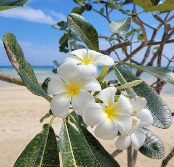 Karon Hotel | Sunflower Guesthouse