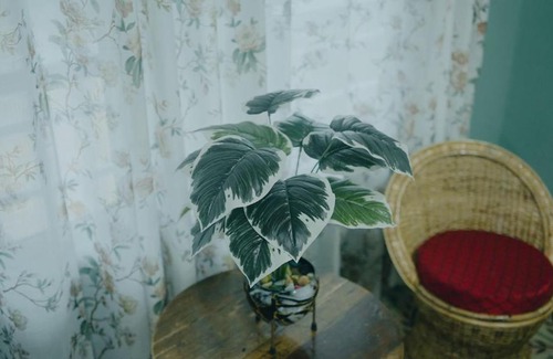 Darjeeling Casa | Swagatam Homestay