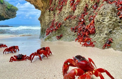 Christmas Island National Park Cabina | Swell Lodge
