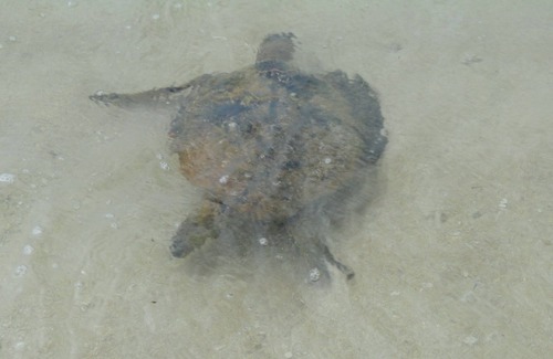 Mokuleia Casa | Nadar con tortugas, ver la puesta de sol, quedarse en la playa