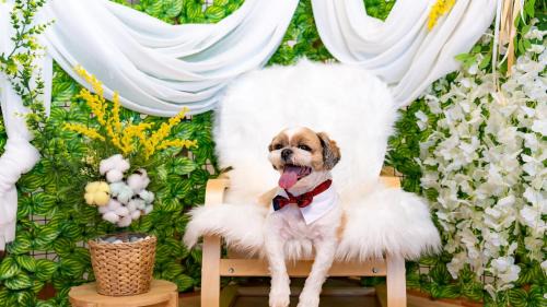 Nam Casa | Taean WithDog Aegyeonspa Poolvilla