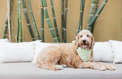 Historic Tennis Club Hotel | Talavera Palm Springs