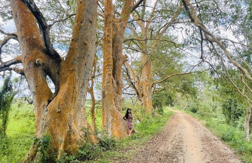 Maho Otro | Tamarind Tree Chamber