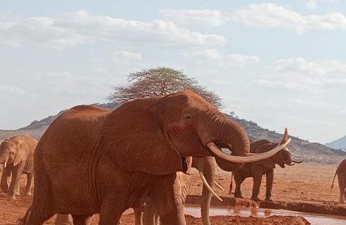 Taita Taveta Hotel | Tausa Tsavo Eco Lodge