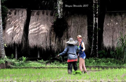 Taro Otro | Tegal Dukuh Camp