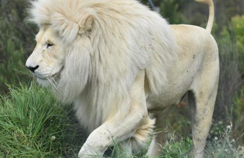 Die Barakke Casa | Tenikwa Wildlife Centre & Spa