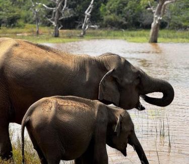 Tissamaharama Otro | Tented Safari Camp by Base Camp Yala