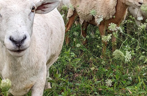 Taylorstown Alquiler De RV | Tentrr Signature Site - Regenerative Farm near Pittsburgh