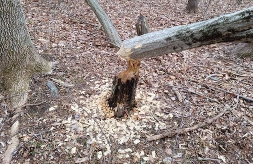 Somers Alquiler De RV | Tentrr Signature Site - Beaver Pond Camping at Farm Winery
