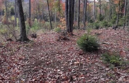 Grafton Alquiler De RV | Tentrr Signature Site - Fordy Acres