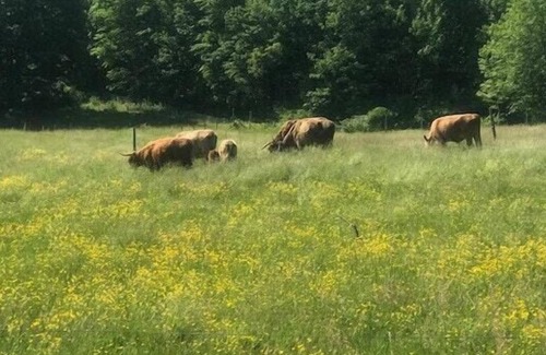 Auburn Alquiler De RV | Tentrr Signature Site - Maple Grove Cove @ Ewe Turn Farm