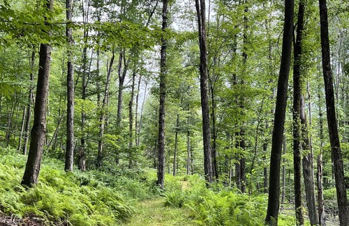 Long Eddy Alquiler De RV | Tentrr Signature Site - Birch Meadow Retreat