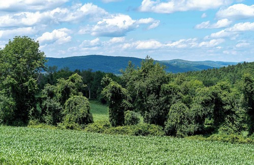 Copake Falls Alquiler De RV | Tentrr State Park Site - NY Taconic State Park: High Valley Rd Site A