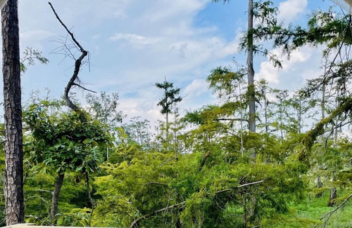 Lake Charles Alquiler De RV | Tentrr State Park Site - Louisiana Sam Houston Jones State Park - Lagoon View B