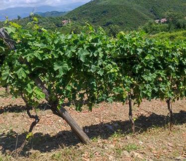 Santa Marina Casa | Tenuta del Bifan