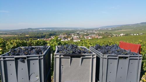 Avenay-Val-d'Or Cama Y Desayuno | Terres Jaunes