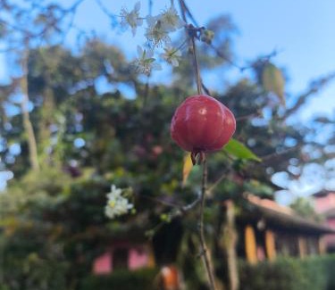 Itamambuca Hotel | Thai Pousada - Itamambuca