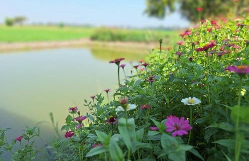 Khok Khram Chalet De Esquí | The 99 Cottage (บ้านทุ่งบางปลาม้า)