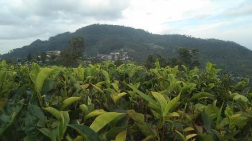 Haputale Casa | The bawa guest Inn
