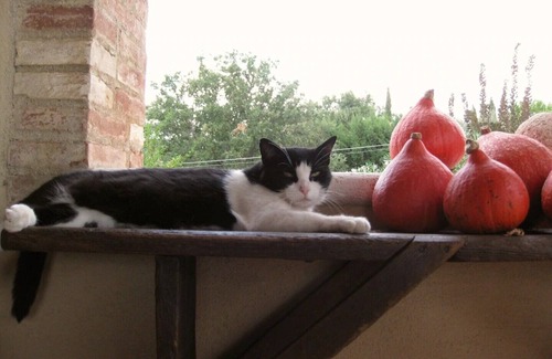 Seggiano Cabaña | The Casetta, a charming honeymoon cottage, off the beaten track in south Tuscany
