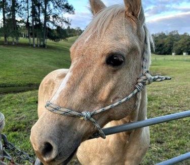 Eumundi Casa | The Dairy character-filled farm stay
