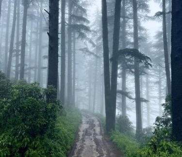 Kanatal Complejo | The Deodar Stays