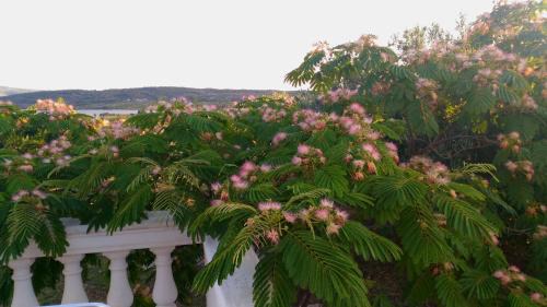 Sibenik Casa | The Garden of Elaïs