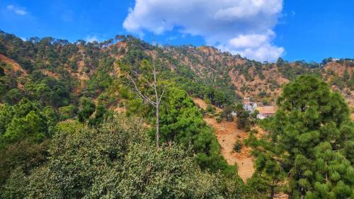 Kumarhatti Cama Y Desayuno | The Lalita's Majestic Pines