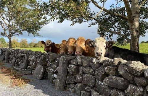 Skibbereen Casa | The LookOut