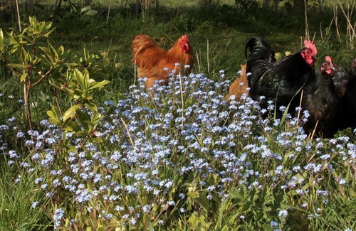 Colkirk Otro | The Oaks Glamping - Magpie Half Shepherds Hut
