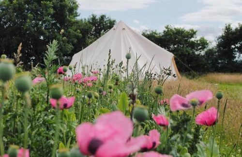 Colkirk Otro | The Oaks Tent Pitches with no accommodation supplied and you must bring your own tent