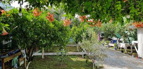 Qazim Pali Casa | The Olive Grove