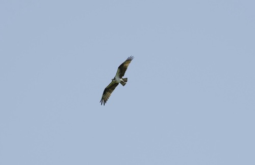 Old Saybrook Cabaña | The Osprey - South Cove, Old Saybrook, CT - vistas al agua y cerca de la ciudad.