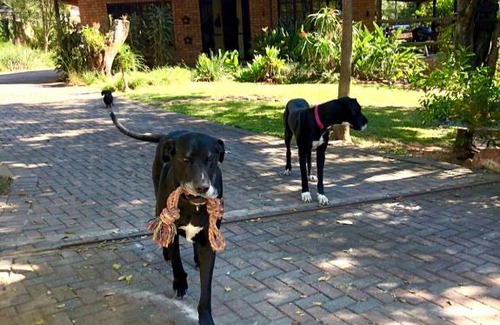 Nelspruit Apartamento | The Owls Thatch Guestcottage