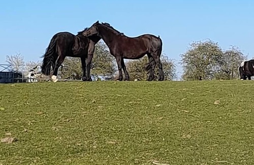 Frettenham Casa | The Paddocks - a bungalow situated in a rural village surrounded by fields and horses