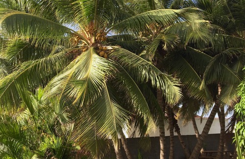 Bubali Cabaña | The Palm Casita, una de las dos Casitas en un hermoso resort, Bubali Garden Homes
