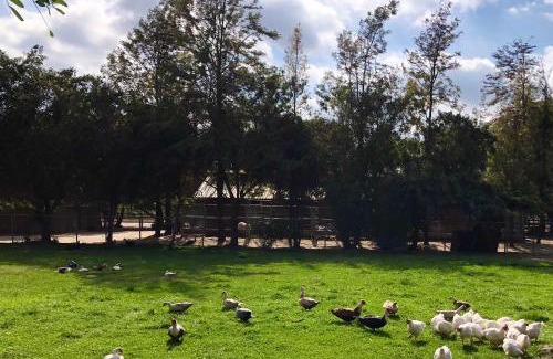 Temecula Casa | The Pony Experience; Glamping with Private Petting Zoo