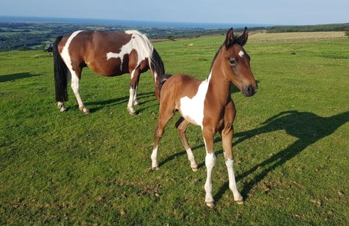 Seascale Apartamento | The Rivera Andalusian Stud Farm (Windsor Cottage)