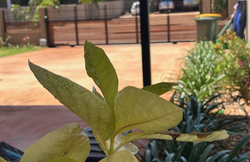 Djugun Casa | The Sandpiper Escape