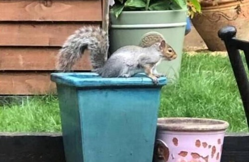 Runnymede Apartamento | The Studio on The Green; Tranquil getaway near Windsor Great Park. Pet friendly!