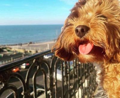 Margate Apartamento | The Terrace At Westbrook - Pet friendly