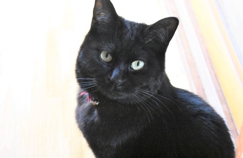 Isinomaki Casa | La casa tradicional japonesa con gatos. Casa del gato