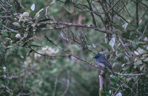 Beragala Casa | The Woods - Birding, Farming & Eco Living