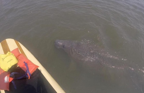 Hodgmans Daytona Alquiler De Eote | Three Brothers Dolphin and Manatee Adventure Tour