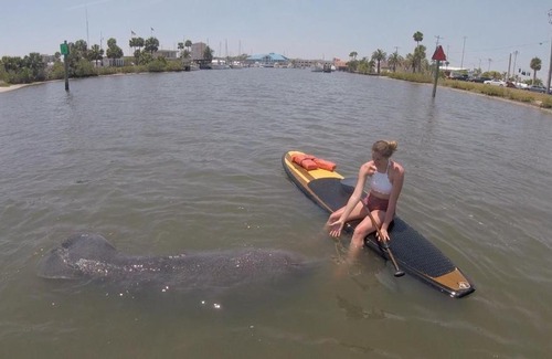 Hodgmans Daytona Alquiler De Eote | Three Brothers Dolphin and Manatee Adventure Tour