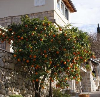Trsteno Apartamento | Three oranges