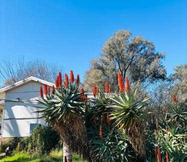 Mangoplah Casa | Thronum Cottage