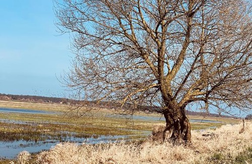 Mikoszewo Apartamento | Tilia authentic home, butikowe apartamenty nad morzem